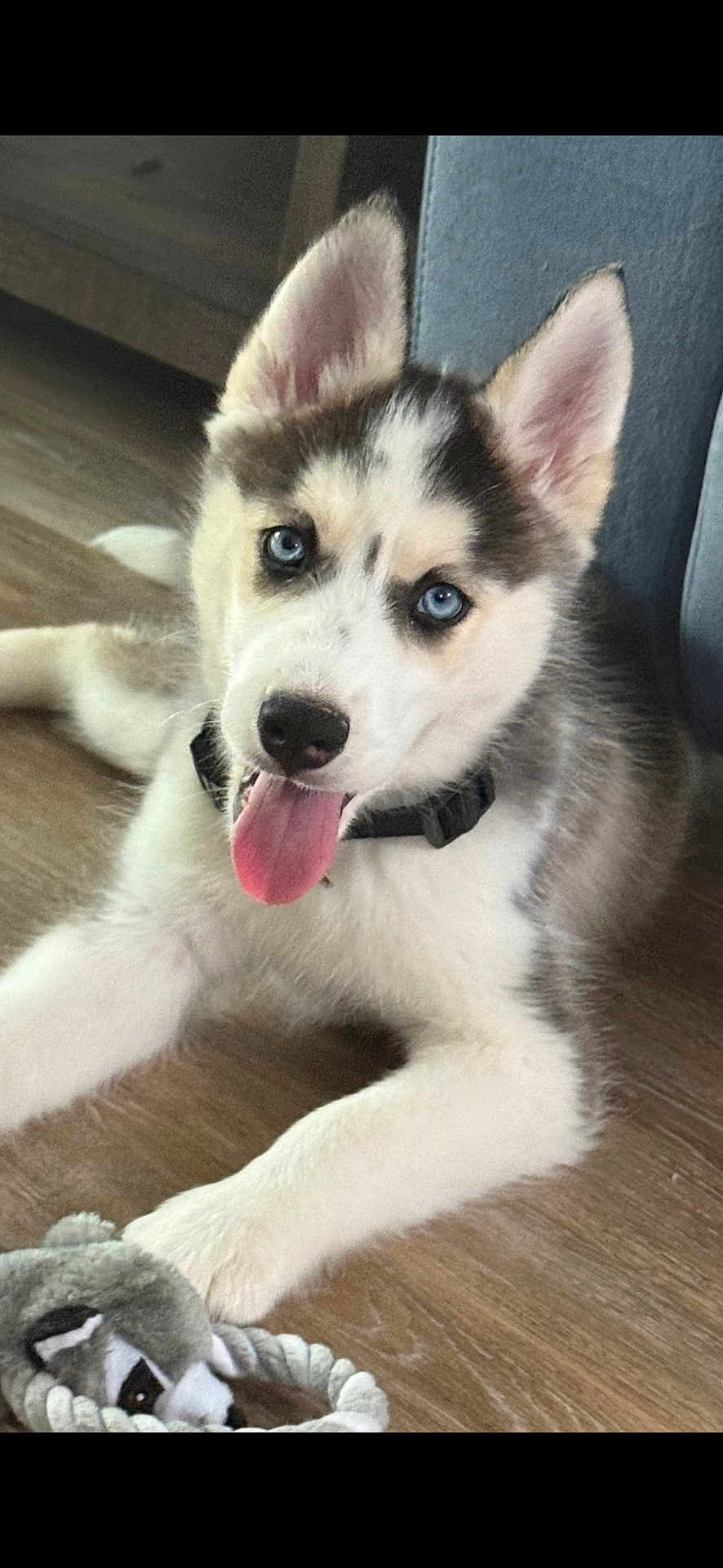 Kalani is registered to the contest to win money with this photo: animal, blue_eyes, collar, cozy, cute, dog, ears, floor, fur, home, indoor, looking, lying_down, pet, playful, puppy, rope_toy, siberian_husky, tongue_out, toy