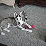 Kalani is registered to the contest to win money with this photo: animal, blue_eyes, bottle, carpet, cute, dog, floor, furniture, home, husky, indoor, laying, pet, plush_toy, puppy, tongue_out, toy, wicker_chair, wooden_furniture, young_dog