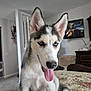 Kalani is registered to the contest to win money with this photo: animal, bedspread, blue_eyes, canine, cute, dog, ears, floral_pattern, fur, furniture, home, husky, indoor, living_room, pet, puppy, sitting, television, tongue_out, young