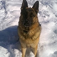 Sarge is registered to the contest to win money with this photo: alert, animal, background, canine, cold, daytime, dog, fur, german_shepherd, mammal, nature, outdoor, pet, portrait, snow, snowy, standing, sunlight, watchful, winter