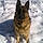 Sarge