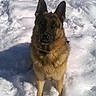 alert, animal, background, canine, cold, daytime, dog, fur, german_shepherd, mammal, nature, outdoor, pet, portrait, snow, snowy, standing, sunlight, watchful, winter