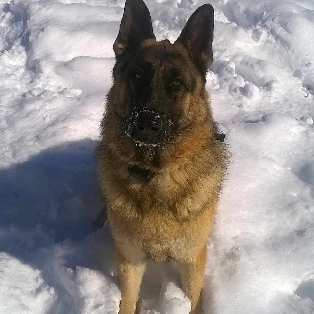 Sarge