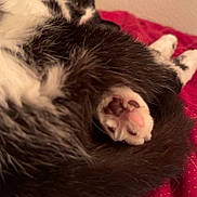 Moomoo joined the competition — help win amazing prizes! cat, black_and_white, paw, tail, fur, bed, blanket, cozy, indoor, resting, sleeping, cute, pet, animal, whiskers, pink_paw, relaxing, feline, soft, closeup