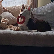 Ava a rejoint le concours — aidez-le/la à gagner de superbes lots ! dog, couch, toy, indoor, pet, relaxing, curtain, pillow, blanket, window, light, fur, ears, mouth, animal, home, comfortable, resting, red, white