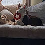 dog, couch, toy, indoor, pet, relaxing, curtain, pillow, blanket, window, light, fur, ears, mouth, animal, home, comfortable, resting, red, white