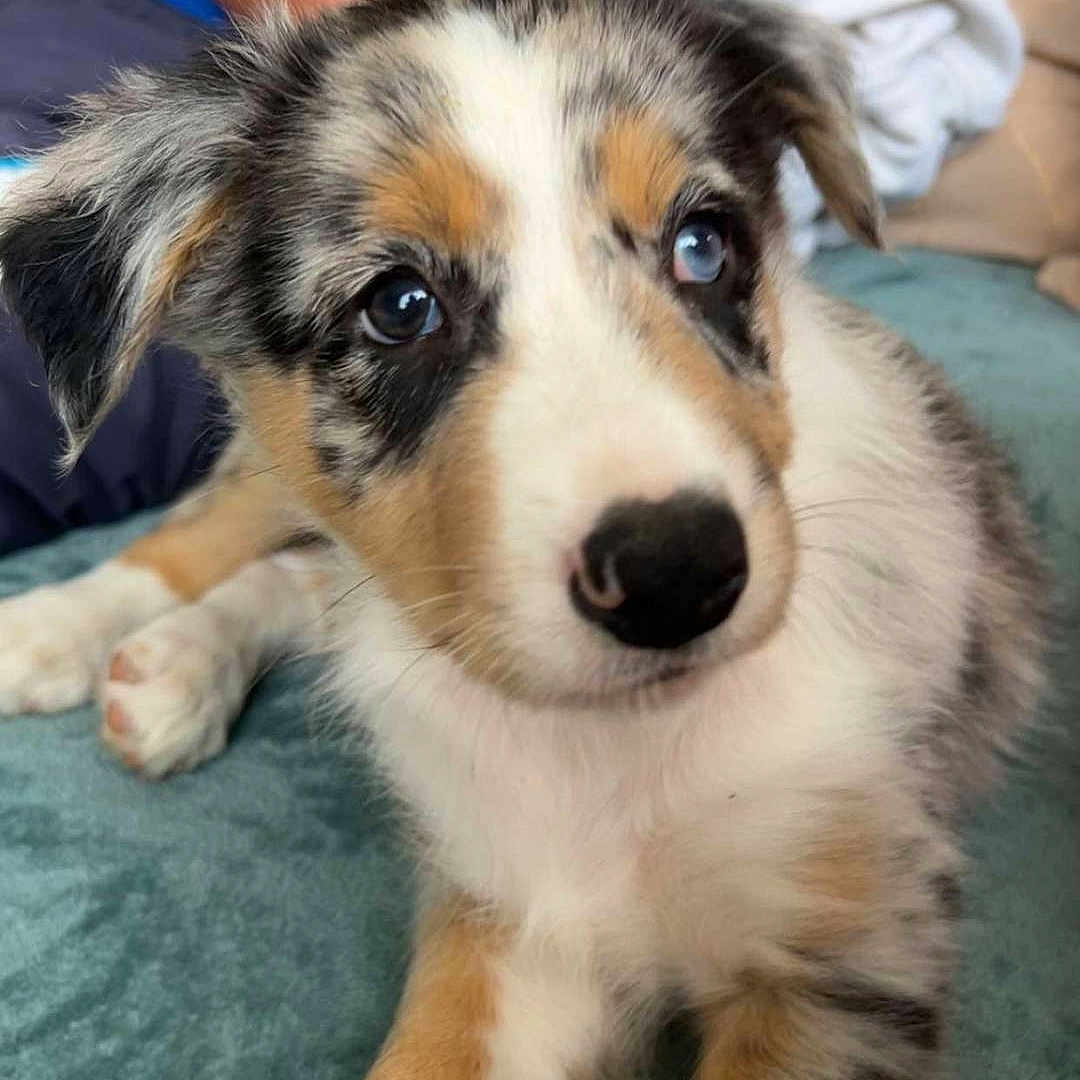 Uka participe au concours pour gagner de l'argent avec cette photo : animal, blanket, blue_shirt, close_up, cute, dog, domestic, ears, fur, indoor, laying, nose, paws, person, pet, puppy, soft_texture, tricolor, whiskers, young