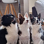 Spyke participe au concours pour gagner de l'argent avec cette photo : dog, indoor, pets, living_room, floor, furniture, chair, table, bag, couch, radiator, wall_decor, alert, sitting, three_dogs, brown_white_dog, black_white_dog, merle_dog, ears_up, focused