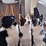 dog, indoor, pets, living_room, floor, furniture, chair, table, bag, couch, radiator, wall_decor, alert, sitting, three_dogs, brown_white_dog, black_white_dog, merle_dog, ears_up, focused
