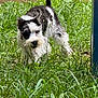 Ivy joined the competition — help win amazing prizes! animal, backyard, black_and_white, canine, closeup, crouching, curious, daylight, dog, ears, fur, grass, greenery, nature, outdoor, pet, playful, snout, tail, wooden_fence