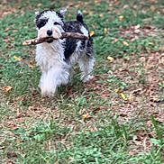 Ivy joined the competition — help win amazing prizes! animal, black_and_white, canine, cute, dog, fetch, fur, grass, grass_field, happy, leaf, mammal, nature, outdoor, pet, playful, stick, summer, walking, yard
