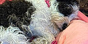 Ivy joined the competition — help win amazing prizes! animal, black_and_white, collar, comfort, cozy, curled_up, cushion, cute, dog, fabric, fluffy, fur, indoor, pet, pink, relaxed, resting, sleeping, soft, tapestry