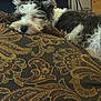 Ivy is registered to the contest to win money with this photo: animal, black_and_white, closeup, comfort, cozy, cushion, decor, dog, fur, home, indoor, laying_down, patterned_fabric, peaceful, pet, relaxation, resting, sleeping, soft, texture