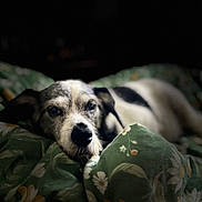 Raz joined the competition — help win amazing prizes! animal, bed, black_and_white, blanket, close_up, comfort, cozy, cute, dog, floral_pattern, fur, indoor, pet, portrait, quiet, relaxed, resting, sleepy, snuggle, soft_light
