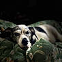 animal, bed, black_and_white, blanket, close_up, comfort, cozy, cute, dog, floral_pattern, fur, indoor, pet, portrait, quiet, relaxed, resting, sleepy, snuggle, soft_light