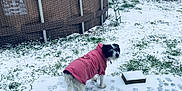 Raz is registered to the contest to win money with this photo: above_ground_pool, animal, backyard, canine, clothing, cold_weather, curious, daytime, dog, fence, footprints, garden, grass, ladder, outdoor, pet, pink_hoodie, small_dog, snow, winter