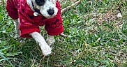 Ivy And Rocky is registered to the contest to win money with this photo: active, animal, canine, cute, daylight, dog, field, fur, grass, grassland, greenery, mammal, nature, outdoor, pet, playful, red_sweater, small_dog, walking, winter_clothing