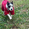 dog, animal, pet, grass, outdoor, nature, red_sweater, walking, fur, small_dog, greenery, field, cute, canine, mammal, playful, winter_clothing, active, daylight, grassland
