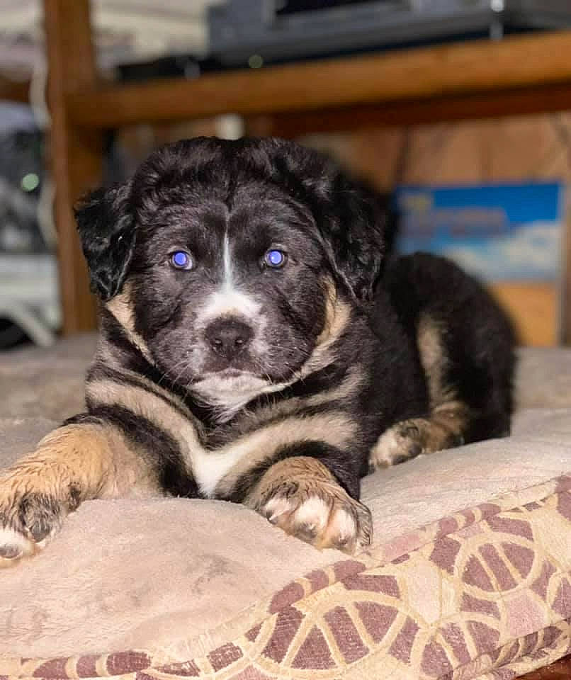 Butters joined the competition — help win amazing prizes! bored, canidae, carnivore, comfort, companion_dog, dog, dog_breed, fawn, fur, non_sporting_group, paw, puppy, snout, sporting_group, terrestrial_animal, toy_dog, whiskers, working_animal, working_dog