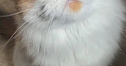 Darla is registered to the contest to win money with this photo: angora, animal, bodypart, cat, face, head, indoors, kitten, manx, mouth, person, pet, photography, plant, portrait, pottedplant, siamese, snout, teeth, white