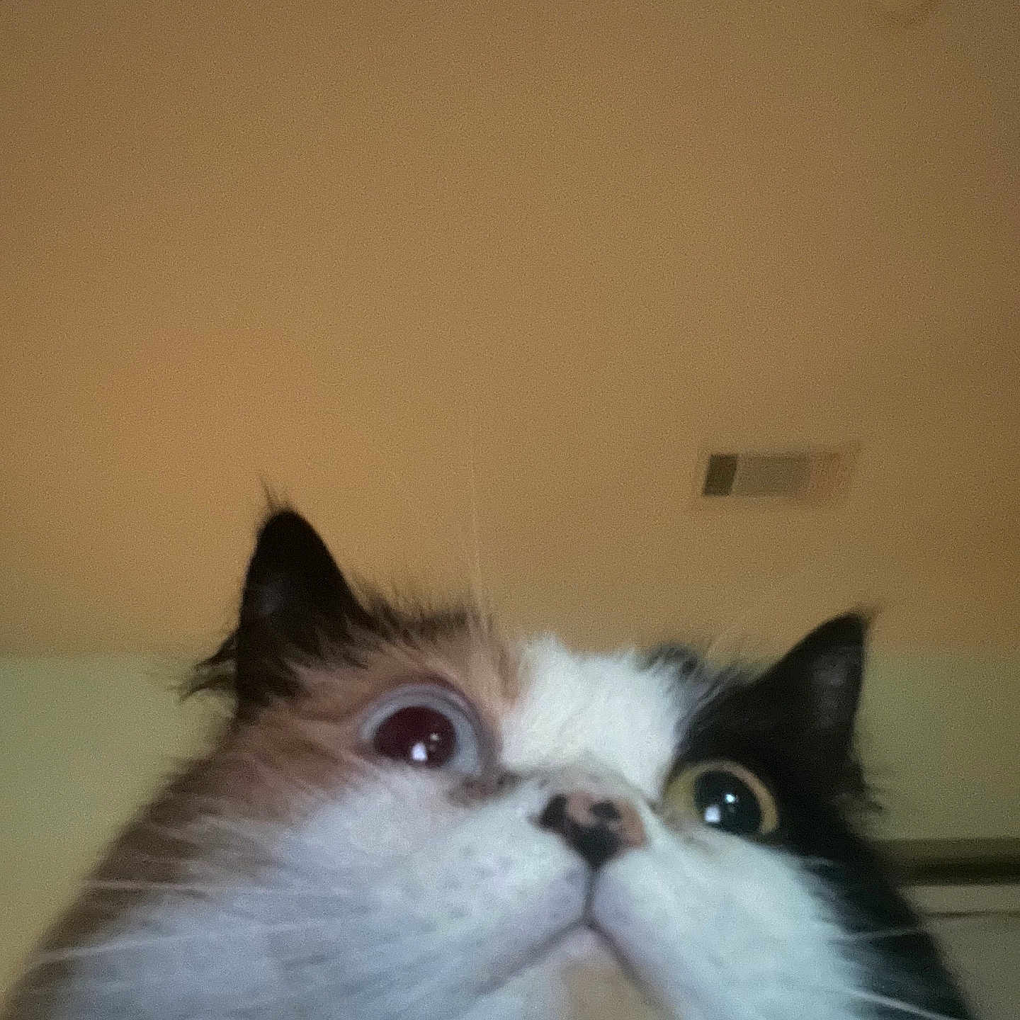 Darla