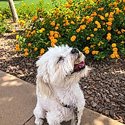 Marshmellow joined the competition — help win amazing prizes! dog, white_dog, fluffy, pet, leash, sidewalk, yellow_flowers, greenery, outdoor, sunlight, happy, sitting, nature, garden, plants, shrub, daytime, canine, animal, summer