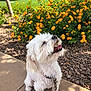 dog, white_dog, fluffy, pet, leash, sidewalk, yellow_flowers, greenery, outdoor, sunlight, happy, sitting, nature, garden, plants, shrub, daytime, canine, animal, summer