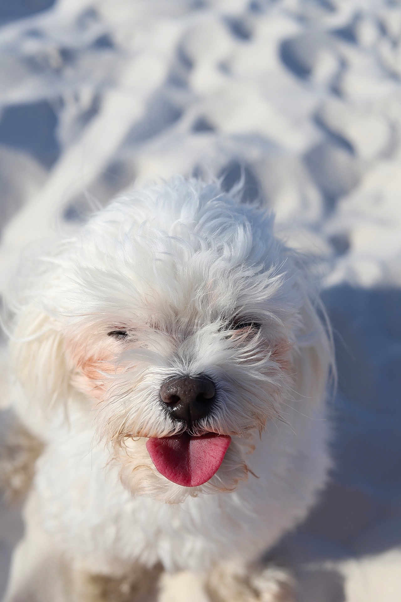 Marshmellow is registered to the contest to win money with this photo: dog, white_dog, fluffy, tongue_out, pet, animal, beach, sand, sunlight, close_up, happy, cute, outdoor, canine, fur, portrait, small_dog, friendly, daylight, nature