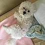 dog, white_dog, fluffy, pet, blanket, pink_blanket, bedding, indoor, curious, cute, small_dog, fur, resting, cozy, soft, canine, animal, bed, looking_up, relaxed