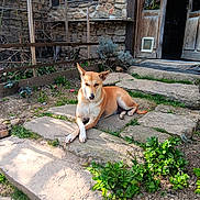 Manali participe au concours pour gagner de l'argent avec cette photo : animal, backyard, brick, canine, cobblestone, dog, flagstone, herbal, herbs, nature, outdoors, path, pet, plant, road, slate, soil, walkway, wood, yard