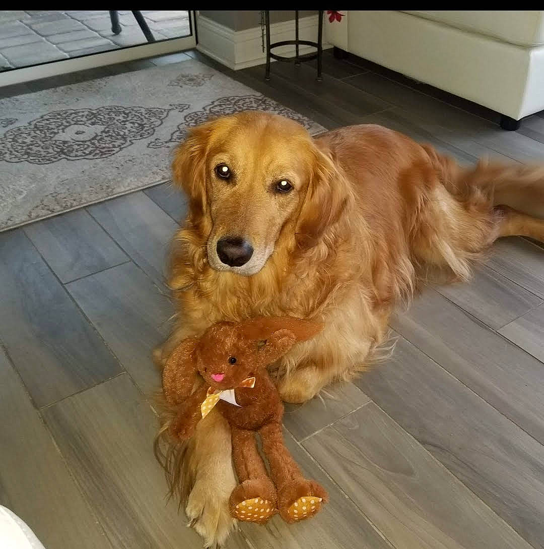 Buddy Jr Lash joined the competition — help win amazing prizes! canidae, carnivore, cocker_spaniel, companion_dog, dog, dog_breed, dog_toy, english_cocker_spaniel, fawn, golden_retriever, irish_setter, mammal, rare_breed_dog, retriever, setter, small_greek_domestic_dog, snout, spaniel, sporting_group, vertebrate
