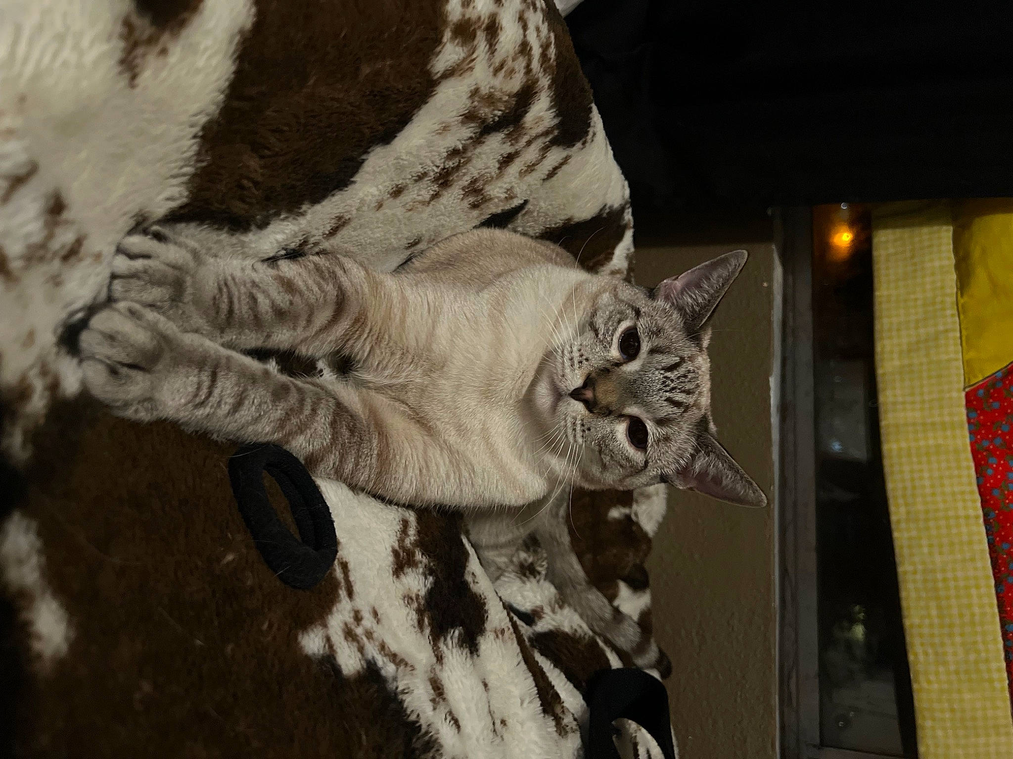 Dweezle is registered to the contest to win money with this photo: art, carnivore, cat, claw, domestic_short_haired_cat, felidae, fur, monochrome, monochrome_photography, pattern, paw, small_to_medium_sized_cats, snout, tail, terrestrial_animal, tree, whiskers, wildlife, wood