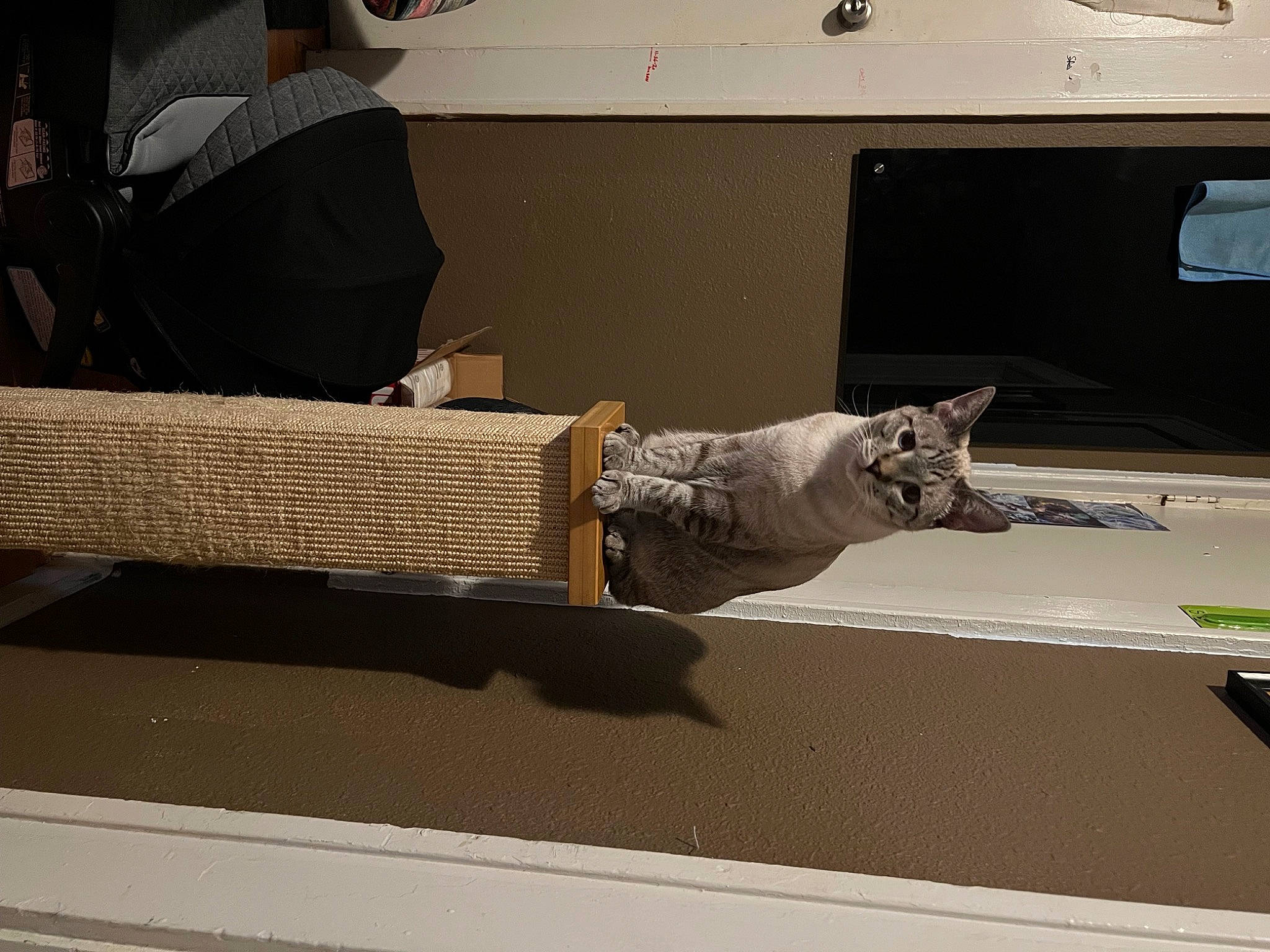 Dweezle joined the competition — help win amazing prizes! automotive_design, cat, domestic_short_haired_cat, felidae, floor, flooring, hardwood, hat, home_appliance, office_supplies, plywood, room, small_to_medium_sized_cats, television, vehicle_door, whiskers, wood