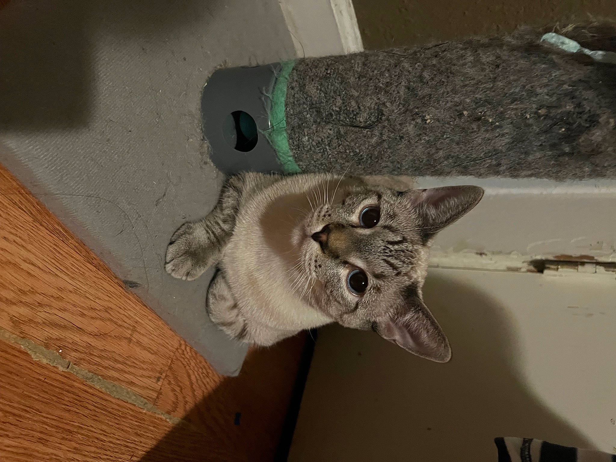 Dweezle is registered to the contest to win money with this photo: carnivore, cat, ceiling, domestic_short_haired_cat, eye, fawn, felidae, flooring, fur, hardwood, head, jaw, plaster, room, sculpture, small_to_medium_sized_cats, snout, tail, whiskers, wood