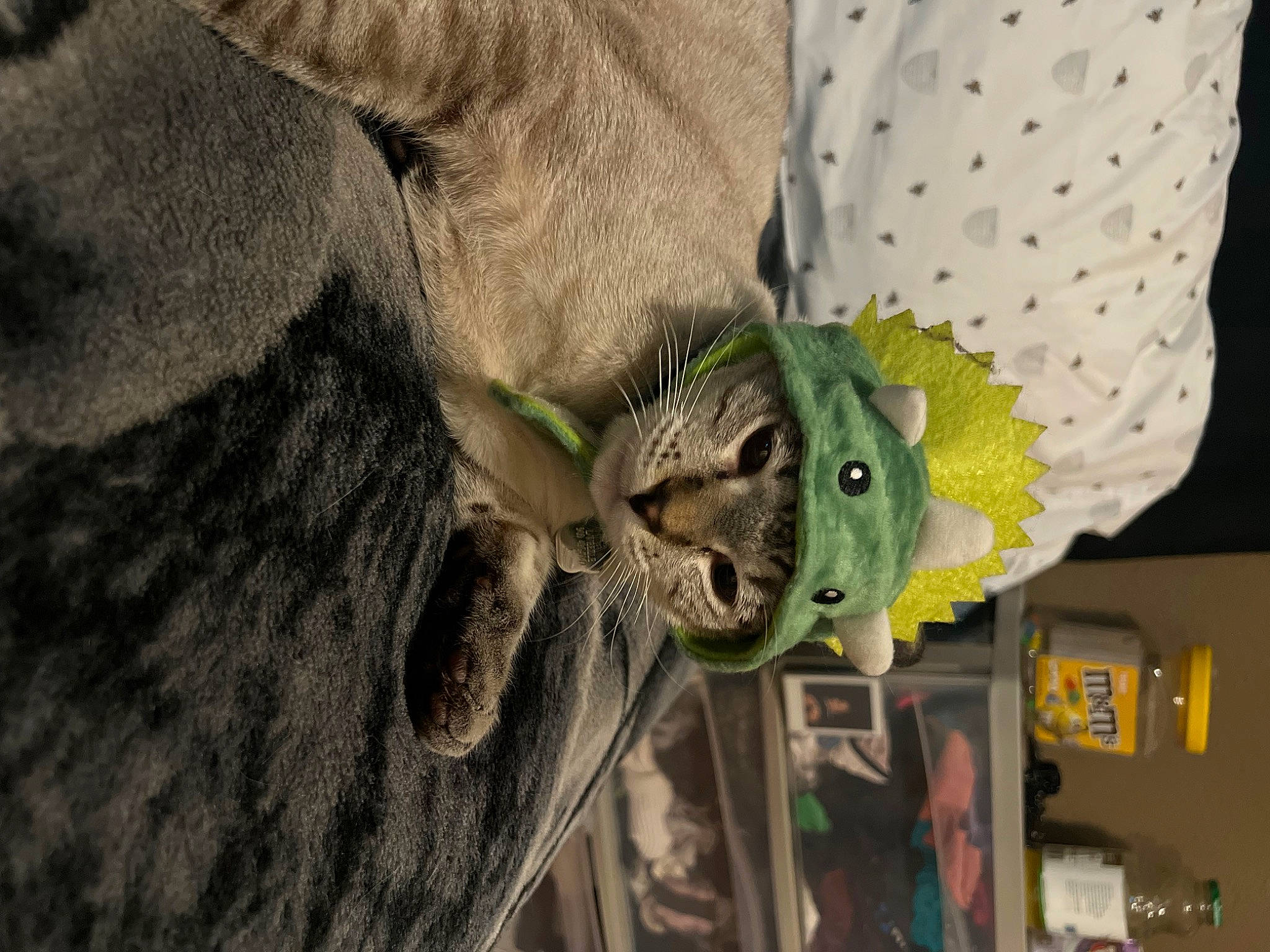 Dweezle joined the competition — help win amazing prizes! door, felidae, fur, grey, military_camouflage, pattern, sleeve, small_to_medium_sized_cats, snout, stuffed_toy, sunglasses, tail, terrestrial_animal, toy, whiskers, wildlife