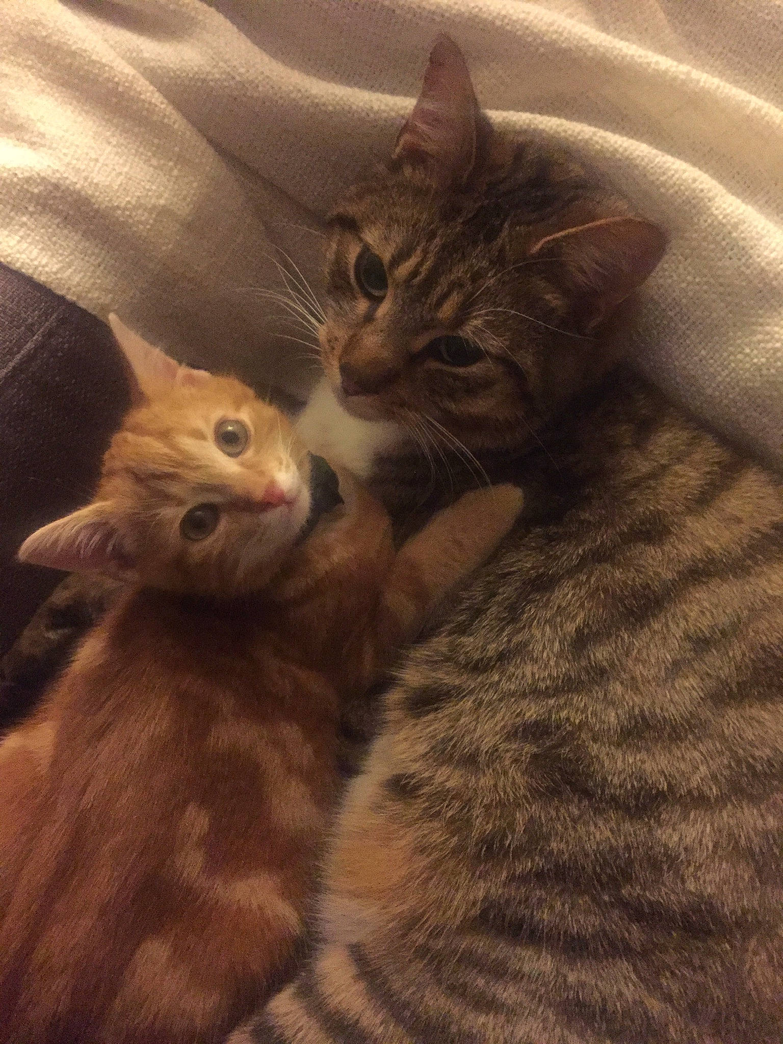 Maïlo a rejoint le concours — aidez-le/la à gagner de superbes lots ! brown, carnivore, cat, claw, comfort, domestic_short_haired_cat, fawn, felidae, fur, gesture, mammal, paw, small_to_medium_sized_cats, snout, tail, textile, tree, vertebrate, whiskers