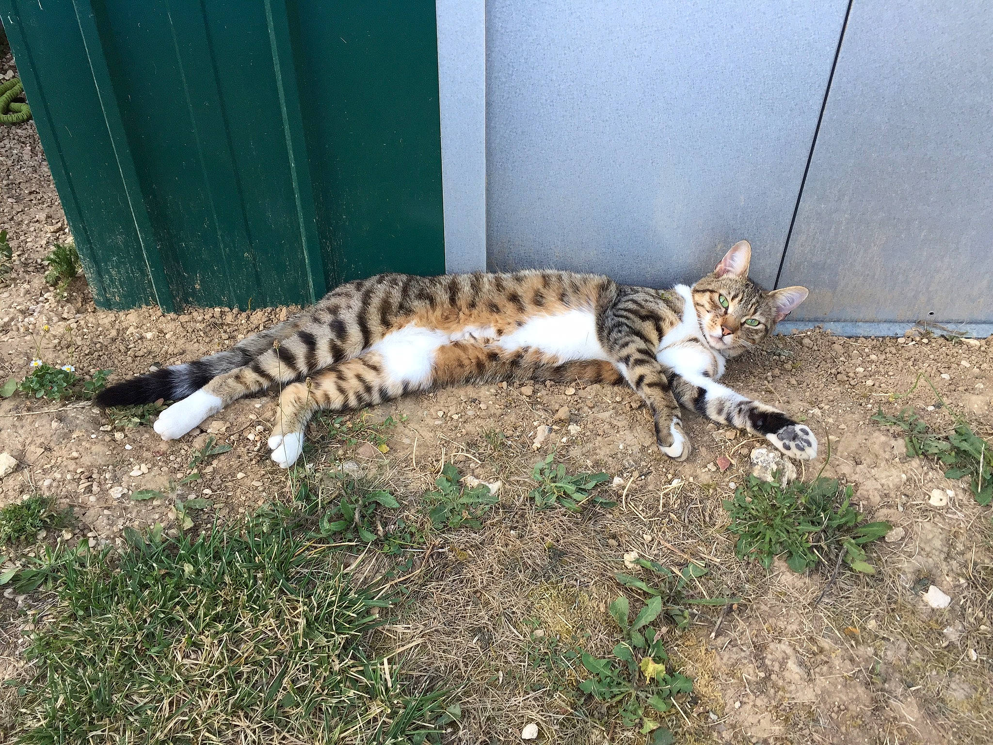 Maïlo a rejoint le concours — aidez-le/la à gagner de superbes lots ! carnivore, cat, domestic_short_haired_cat, fawn, felidae, fur, grass, groundcover, paw, plant, sitting, small_to_medium_sized_cats, snout, soil, tail, terrestrial_animal, whiskers, wildlife