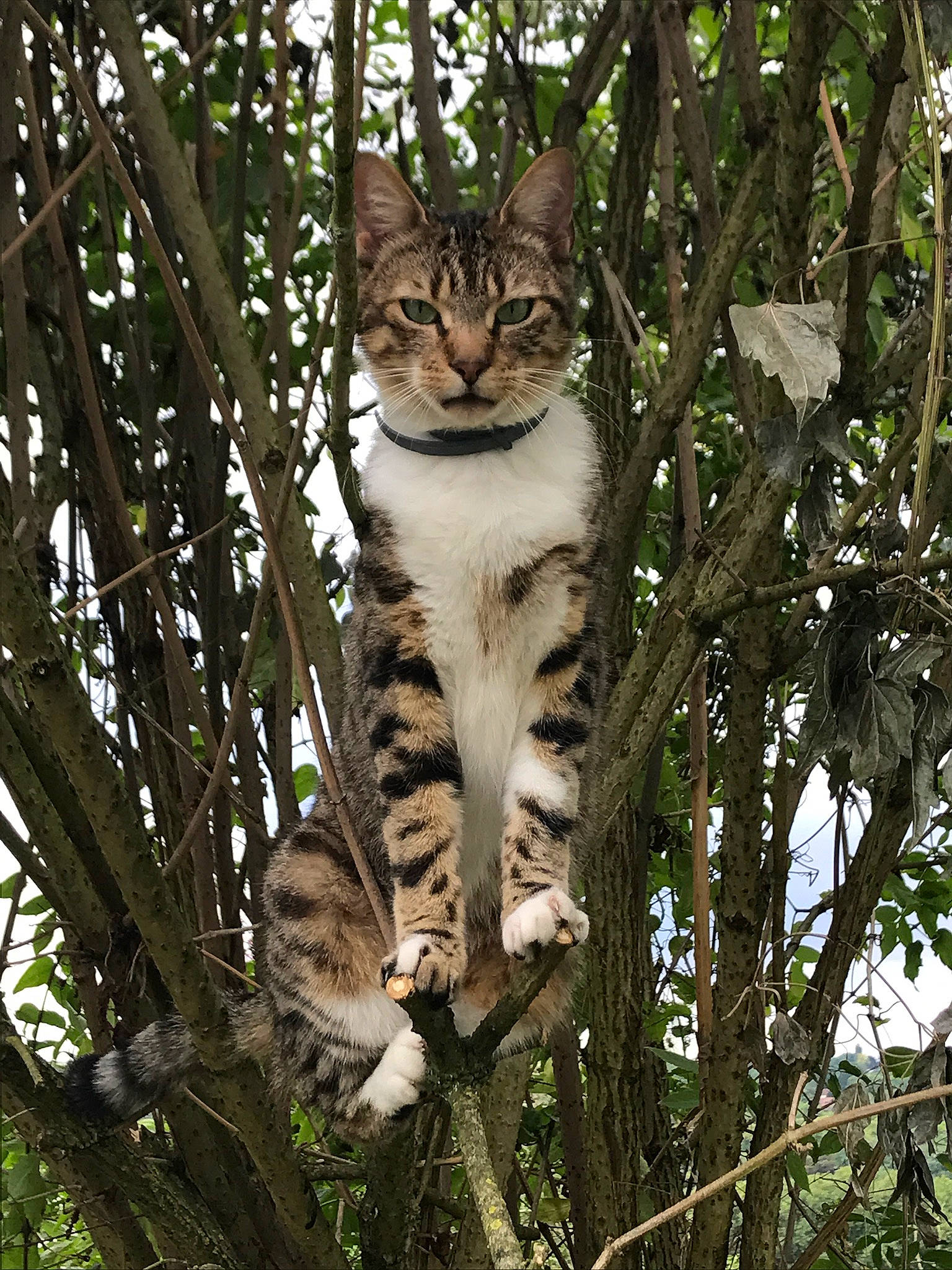 Maïlo participe au concours pour gagner de l'argent avec cette photo : carnivore, cat, domestic_short_haired_cat, eye, fawn, felidae, fur, grass, head, jungle, plant, small_to_medium_sized_cats, snout, tail, terrestrial_animal, terrestrial_plant, tree, trunk, twig, whiskers