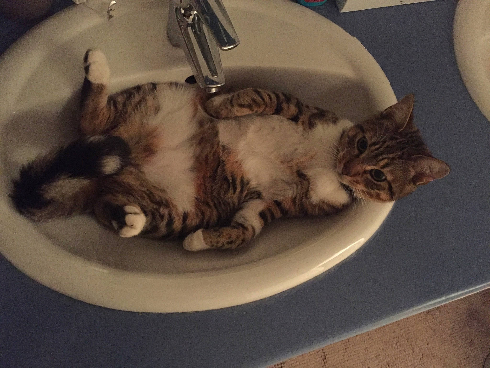 Maïlo a rejoint le concours — aidez-le/la à gagner de superbes lots ! balloon, bathroom, carnivore, cat, cat_supply, ceramic, claw, comfort, dishware, domestic_short_haired_cat, felidae, fur, nap, paw, serveware, small_to_medium_sized_cats, snout, tail, whiskers, wood