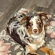 Obi Wan is registered to the contest to win money with this photo: dog, australian_shepherd, pet, animal, fur, brown, white, black, lying_down, indoor, rug, floor, wood_floor, patterned_rug, looking_at_camera, ears_up, collar, cute, friendly, alert