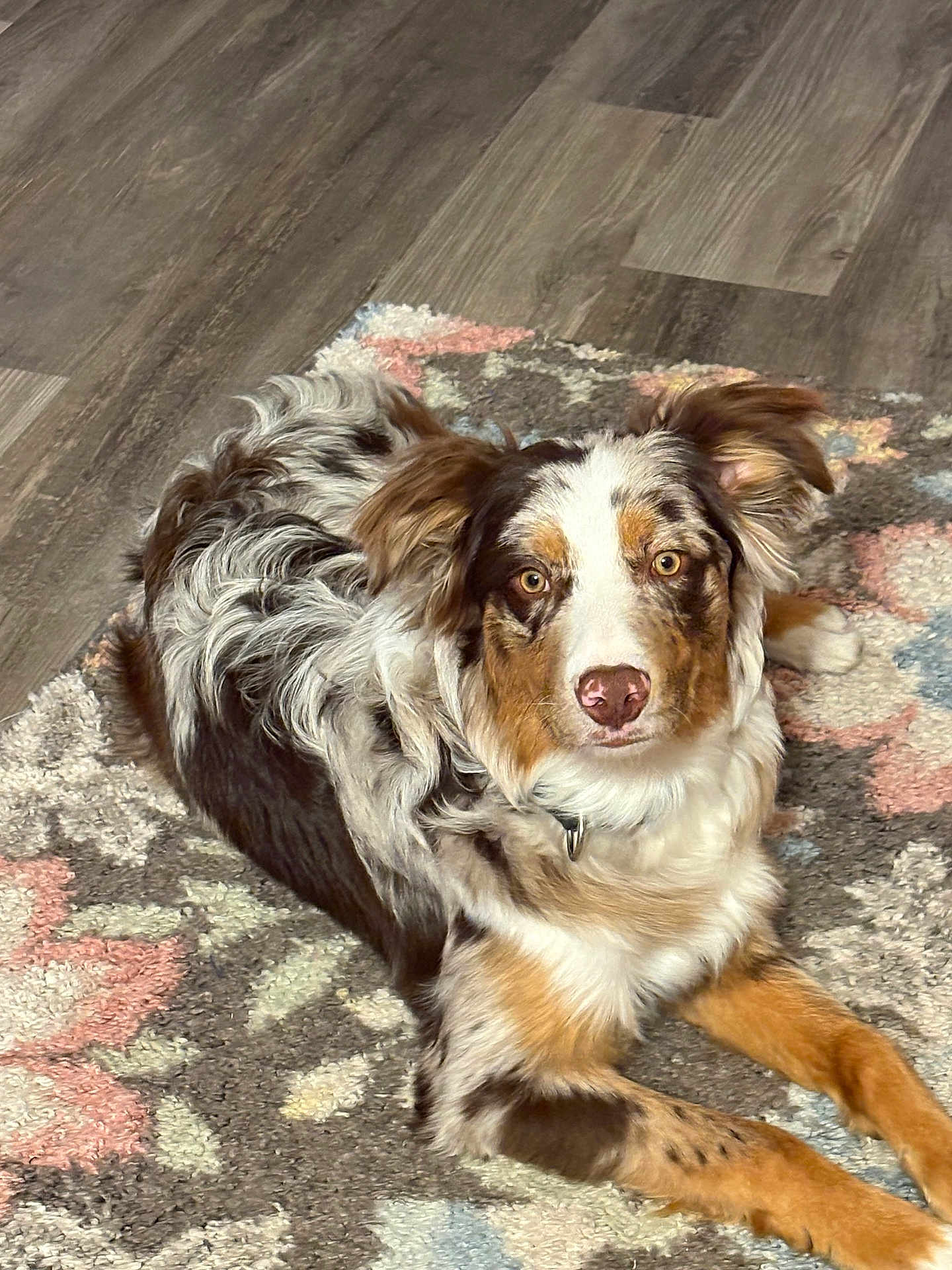 Obi Wan is registered to the contest to win money with this photo: dog, australian_shepherd, pet, animal, fur, brown, white, black, lying_down, indoor, rug, floor, wood_floor, patterned_rug, looking_at_camera, ears_up, collar, cute, friendly, alert