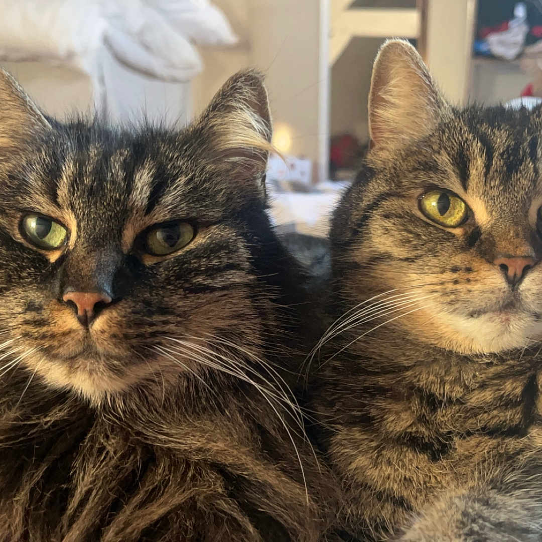 Rebelle Et Tigrou a rejoint le concours — aidez-le/la à gagner de superbes lots ! abyssinian, angora, animal, architecture, bed, bedroom, blanket, building, cat, couch, cushion, furniture, homedecor, indoors, kitten, linen, livingroom, manx, pet, room