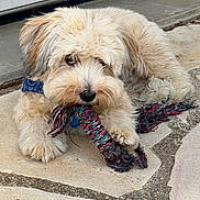 Alvin participe au concours pour gagner de l'argent avec cette photo : black_nose, blue_bandana, brown_ears, chew_toy, concrete, dark_eyes, dog, fluffy, front_paws, long_hair, lying_down, mischievous, outdoor, pavement, pet, playful, portrait, puppy, rope_toy, white_fur