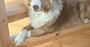 Shiva a rejoint le concours — aidez-le/la à gagner de superbes lots ! dog, australian_shepherd, stairs, wood, indoor, pet, animal, fur, blue_eyes, brown_eyes, relaxed, laying_down, wooden_stairs, canine, house, domestic_animal, paw, looking_at_camera, calm, companion