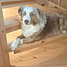 dog, australian_shepherd, stairs, wood, indoor, pet, animal, fur, blue_eyes, brown_eyes, relaxed, laying_down, wooden_stairs, canine, house, domestic_animal, paw, looking_at_camera, calm, companion