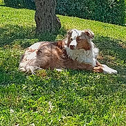 Shiva participe au concours pour gagner de l'argent avec cette photo : dog, grass, tree, sunlight, outdoor, pet, canine, nature, relaxing, animal, fur, garden, daylight, laying_down, brown, white, peaceful, summer, shade, park
