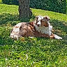 dog, grass, tree, sunlight, outdoor, pet, canine, nature, relaxing, animal, fur, garden, daylight, laying_down, brown, white, peaceful, summer, shade, park