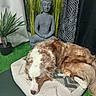 Shiva a rejoint le concours — aidez-le/la à gagner de superbes lots ! dog, cushion, buddha_statue, plant, indoor, decor, curtain, greenery, relaxing, pet, furry, brown_and_white, resting, calm, meditation, artificial_grass, fabric, texture, home, peaceful
