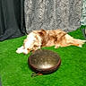 Shiva participe au concours pour gagner de l'argent avec cette photo : dog, artificial_grass, curtain, pattern, indoor, lying_down, blurry, brown_and_white, decor, fabric, round_object, pet, animal, floor, resting, furniture, background, home, relaxing, indoor_lighting