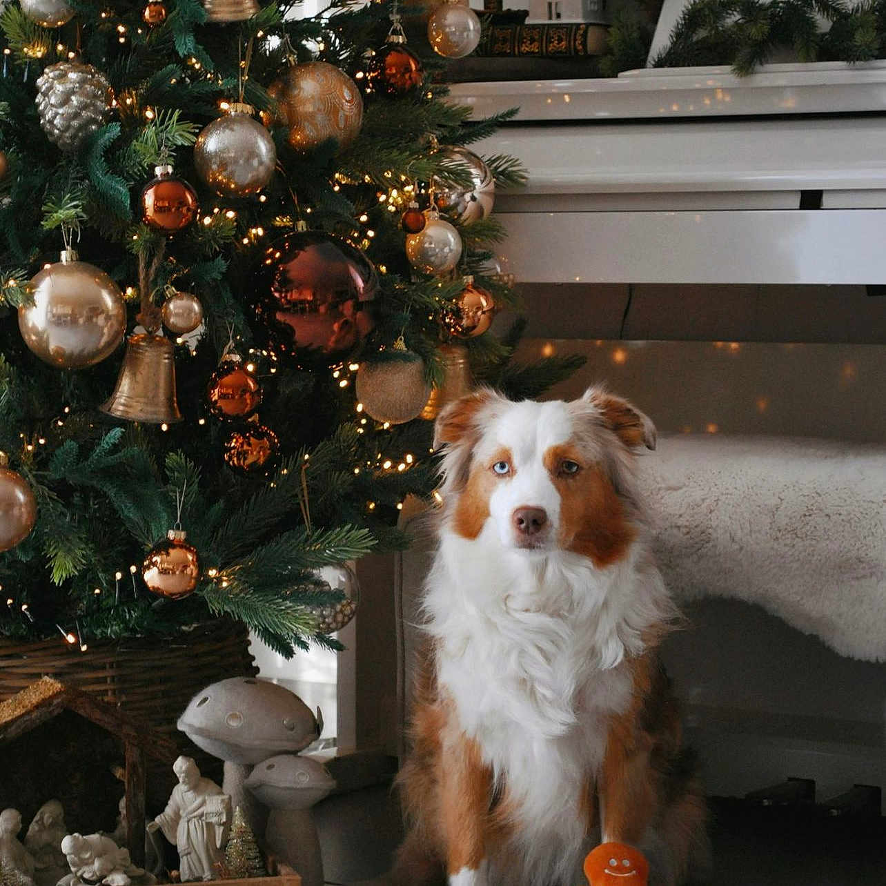 Shiva participe au concours pour gagner de l'argent avec cette photo : dog, christmas_tree, gingerbread_man, toy, ornaments, holiday, decorations, lights, plush, floor, bench, pine, greenery, furniture, indoor, festive, cozy, pet, heterochromia, calm